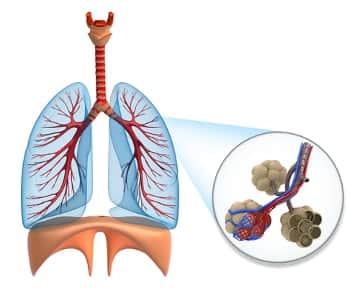 respiraiton et hematose 