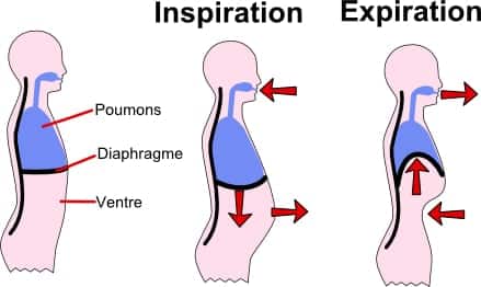 respirer avec le ventre 