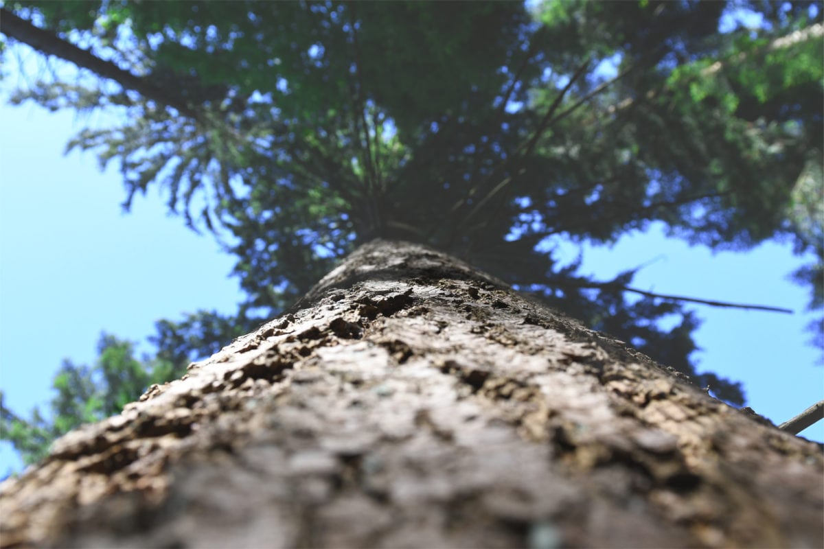 arbre Cabinet sophrologie thérapie ACP/Focusing Alexandre Jacquelin Annecy Doussard