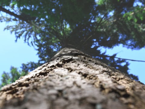 arbre Cabinet sophrologie thérapie ACP/Focusing Alexandre Jacquelin Annecy Doussard