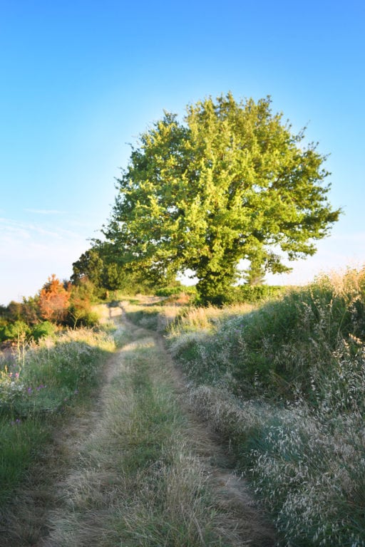 chene chemin nature arbre Cabinet sophrologie thérapie Alexandre Jacquelin Annecy Doussard